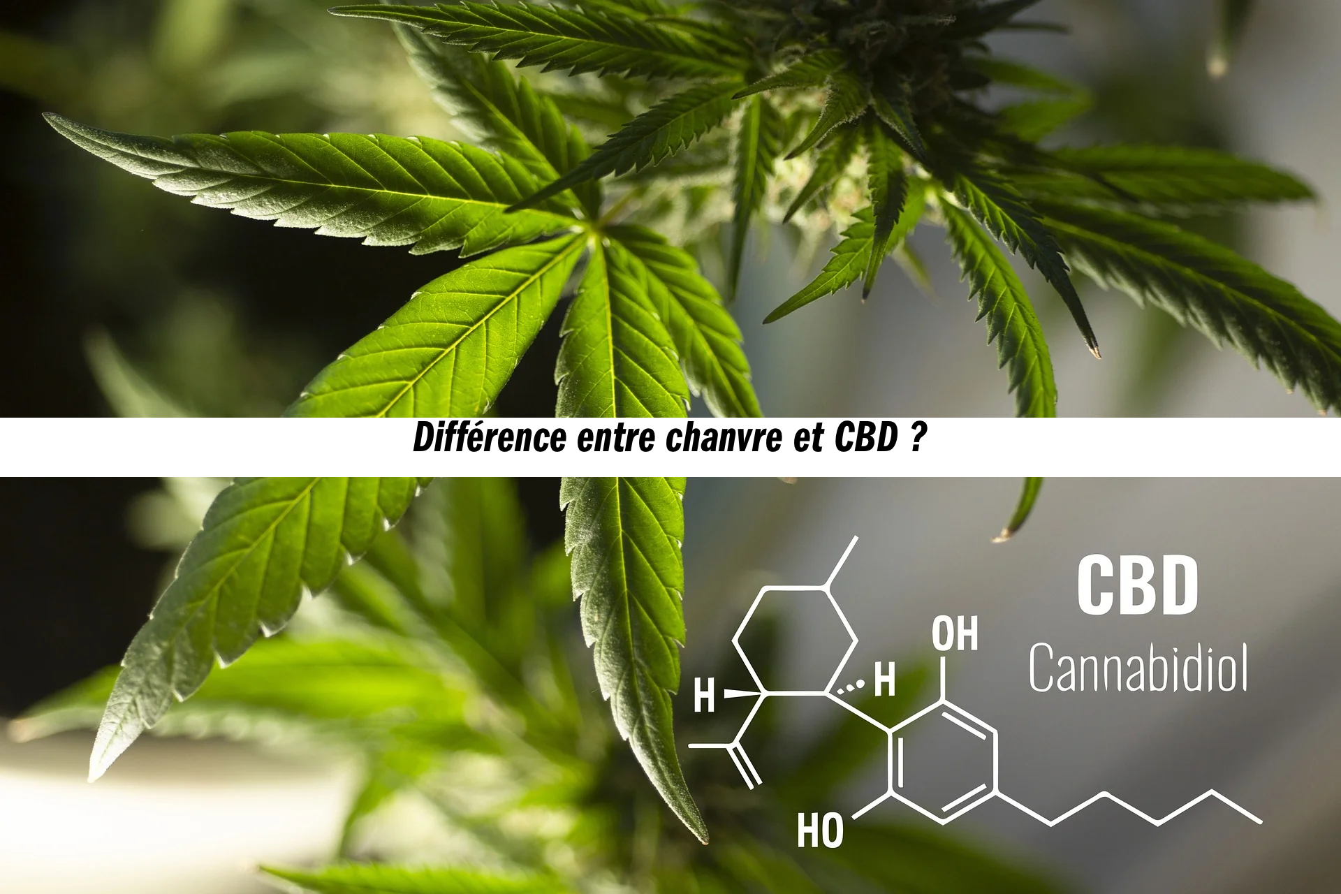 Quelle est la différence entre du chanvre et du CBD ?