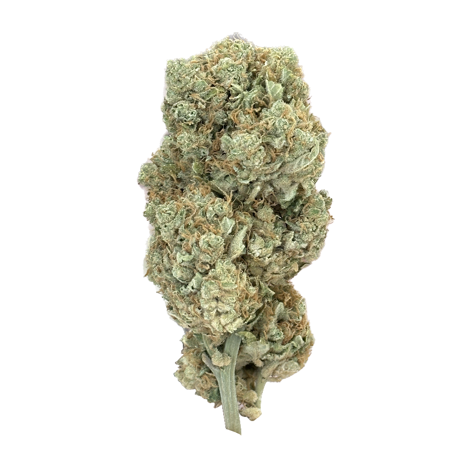 Explorez AURORA, notre fleur de CBD la plus raffinée! Avec un taux de CBD entre 15 et 19% et un parfum inoubliable, vivez une relaxation ultime. Expérience de luxe garantie avec nos fleurs de taille XXL, fruit d’une exigence et d’un savoir-faire uniques. Plongez dans l’univers de Maison Sativa et découvrez la quintessence du CBD!