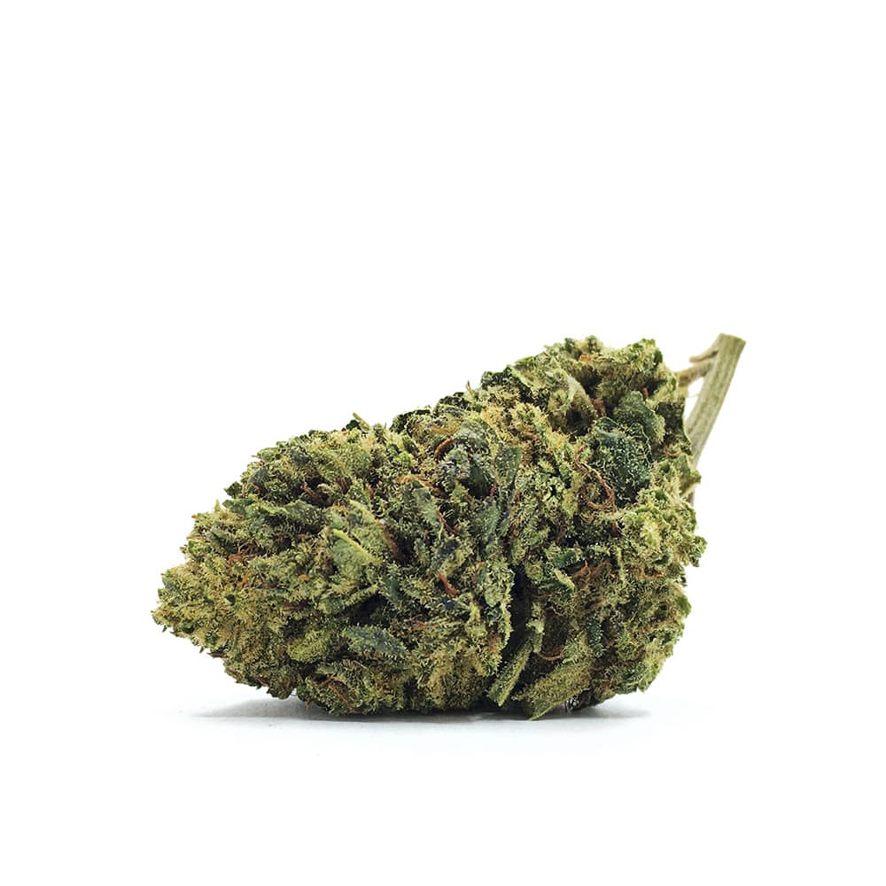 fleur de CBD Barabara de chez Maison Sativa à Cherbourg-en-cotentin. CBD pas CHER