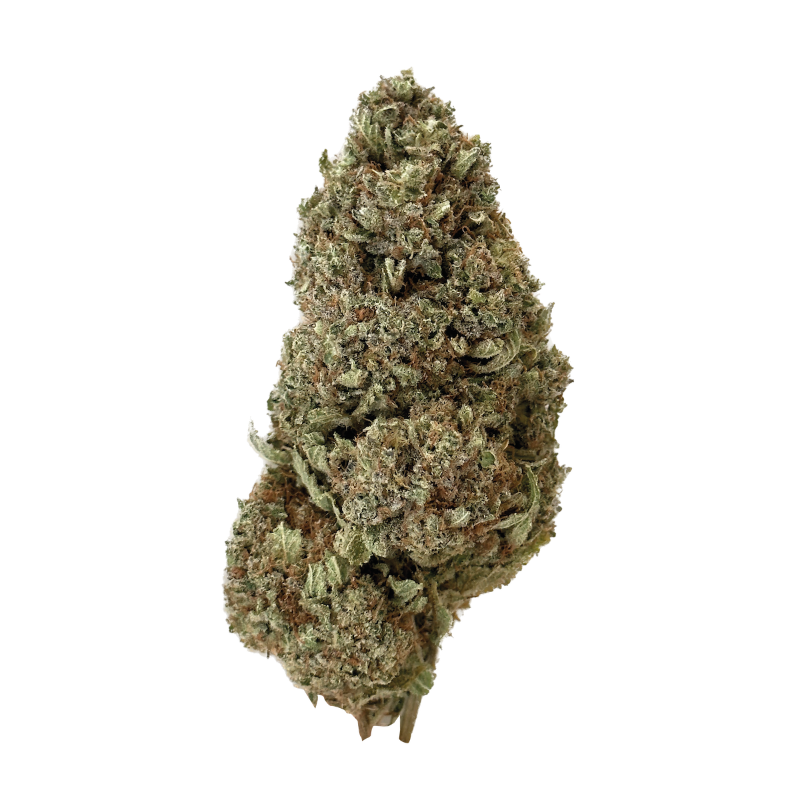 cbd cherbourg maison sativa blue ice. Cannabis light légal aux effets puissants avec un taux de THC inférieur à 0.3%. Fleurs de qualité de chez Maison Sativa à Cherbourg-en-cotentin, 50100. Fleurs de chanvre cultivées sans pesticides.
