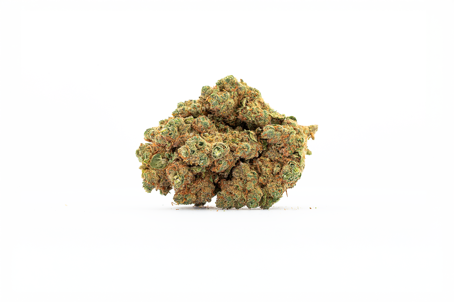 Fleur de CBD Cali Express indoor, tête dense et résineuse sur fond blanc