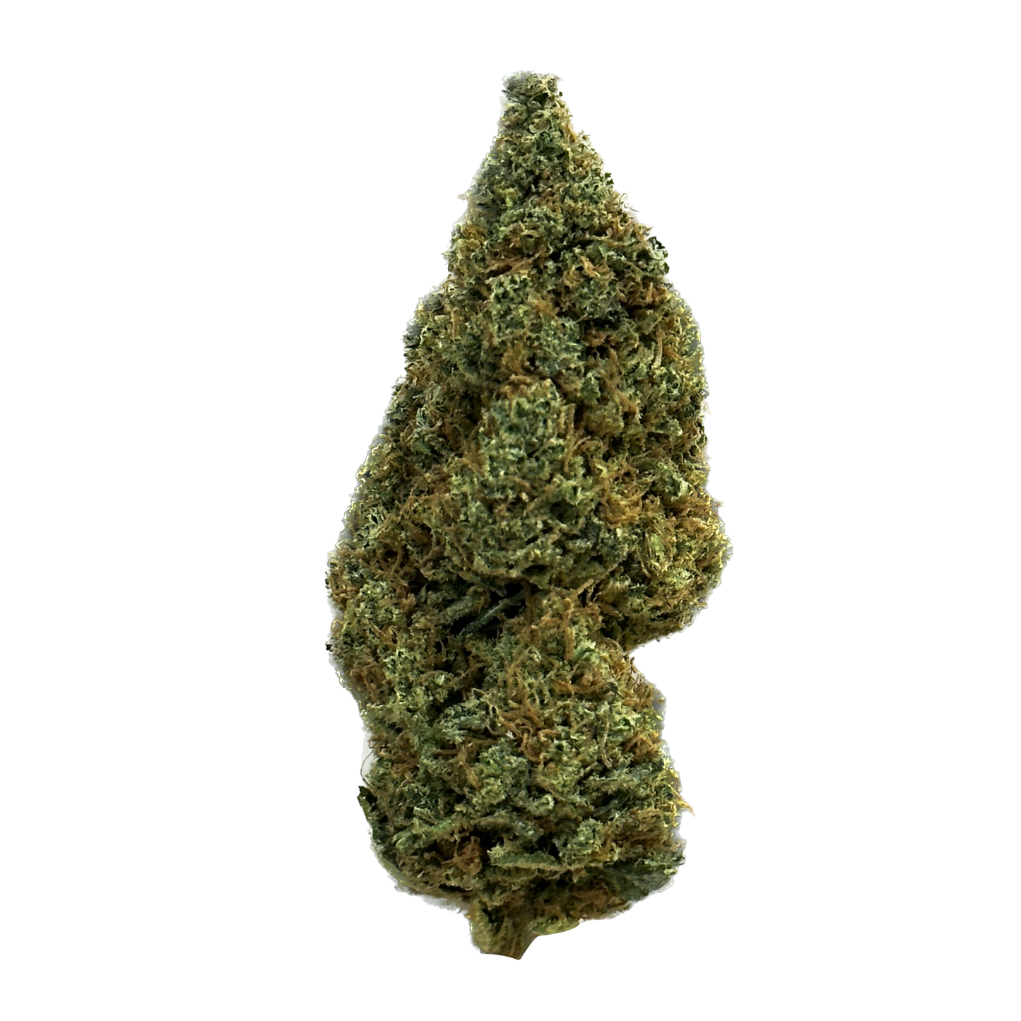 Fleur de CBD haut de gamme Visconti de chez Maison Sativa