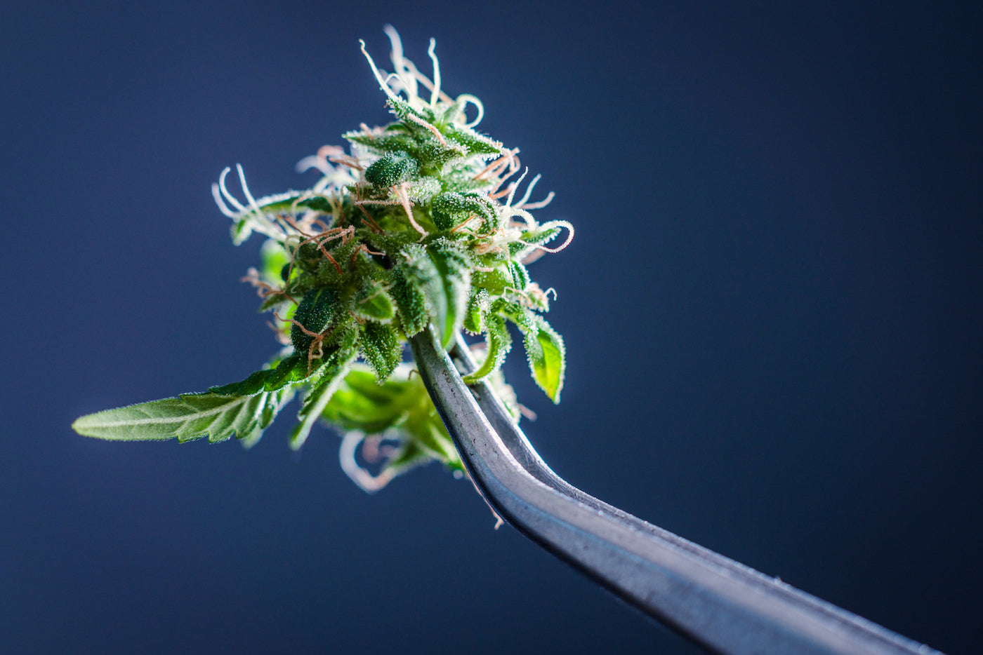 fleur de cbd de chez maison sativa testée en laboratoire indépendant pour garantir un taux de THC inférieur à 0,3% en conformité avec la législation