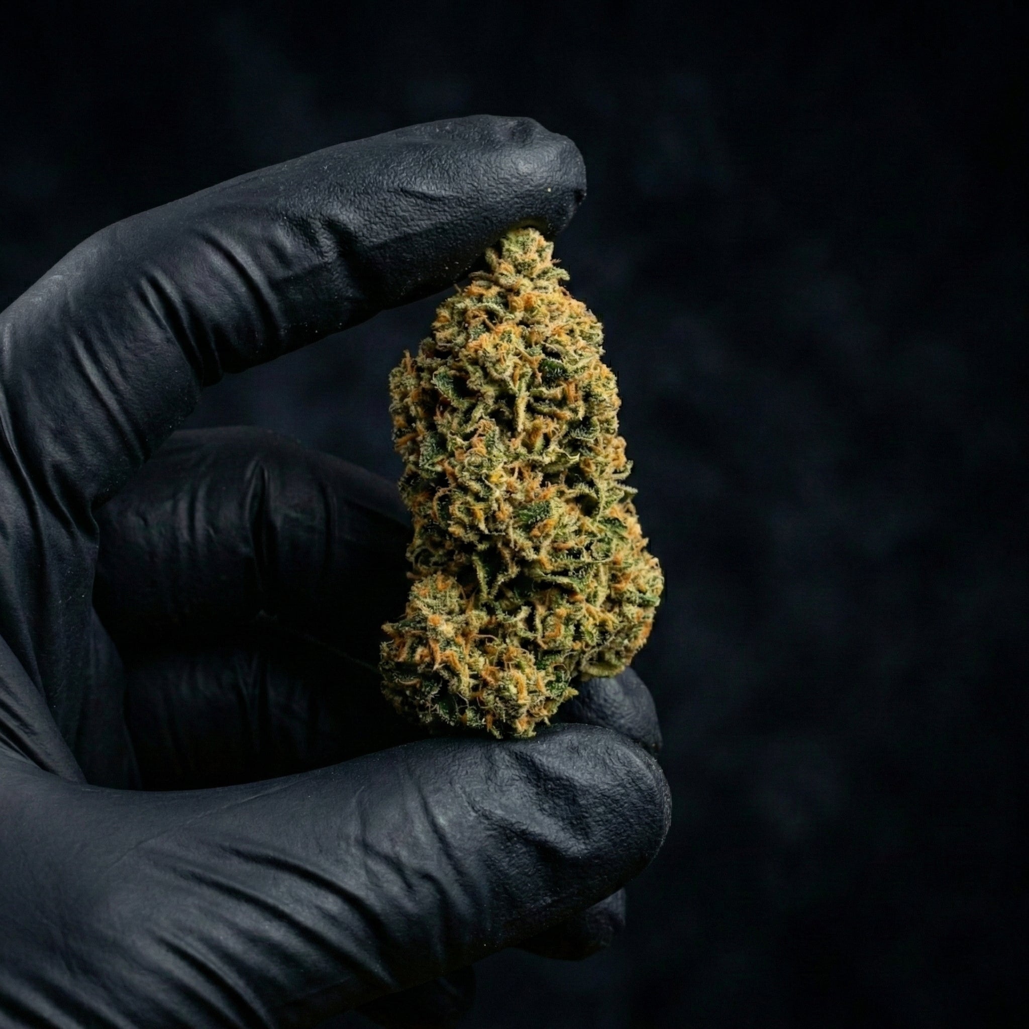 Fleur de CBD 10 OH HHC LEMON HAZE TONIC tenue entre deux doigts gantés en noir sur fond noir.