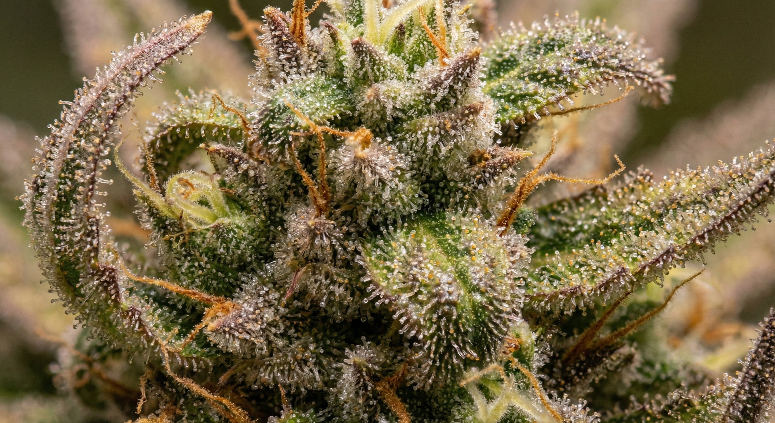 gros plan sur les trichomes de notre fleur de CBD permanent marker.