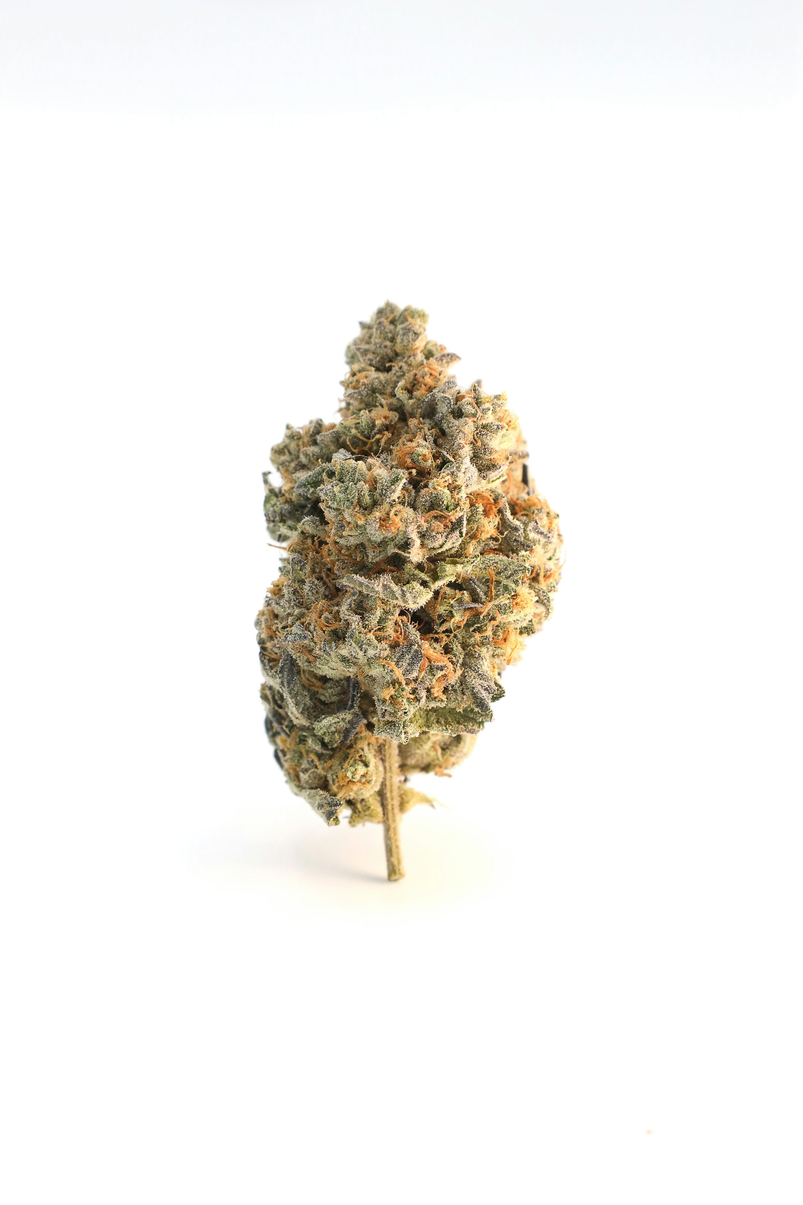 Fleur de CBD indoor premium pharoah de chez Maison Sativa