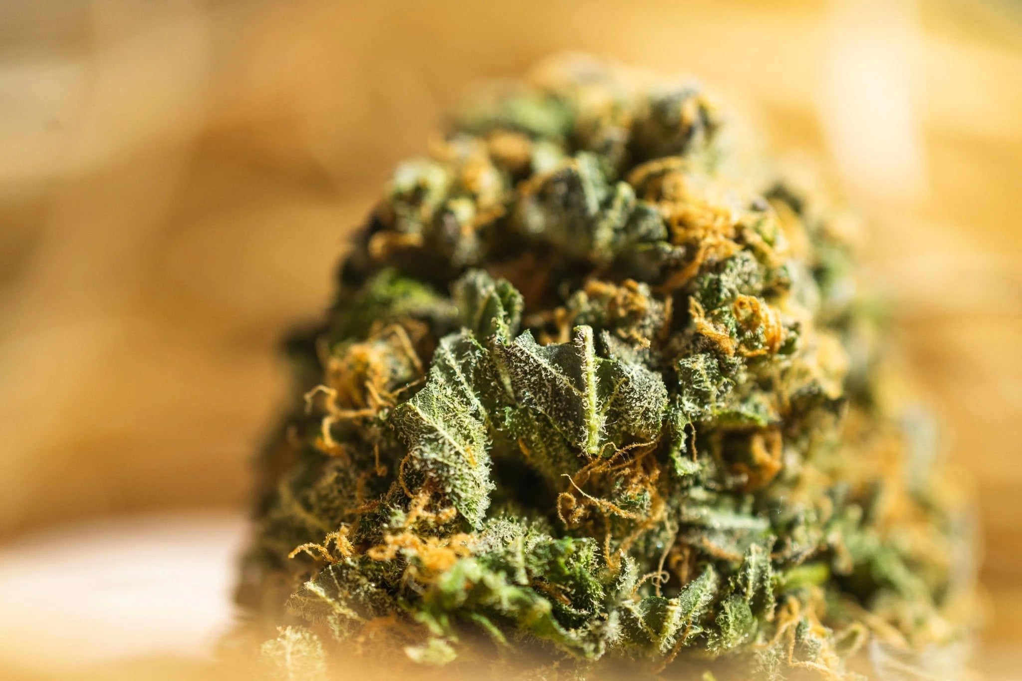 Zoom macro sur la fleur de CBD L.A Confidential riche en trichomes – Maison Sativa Cherbourg