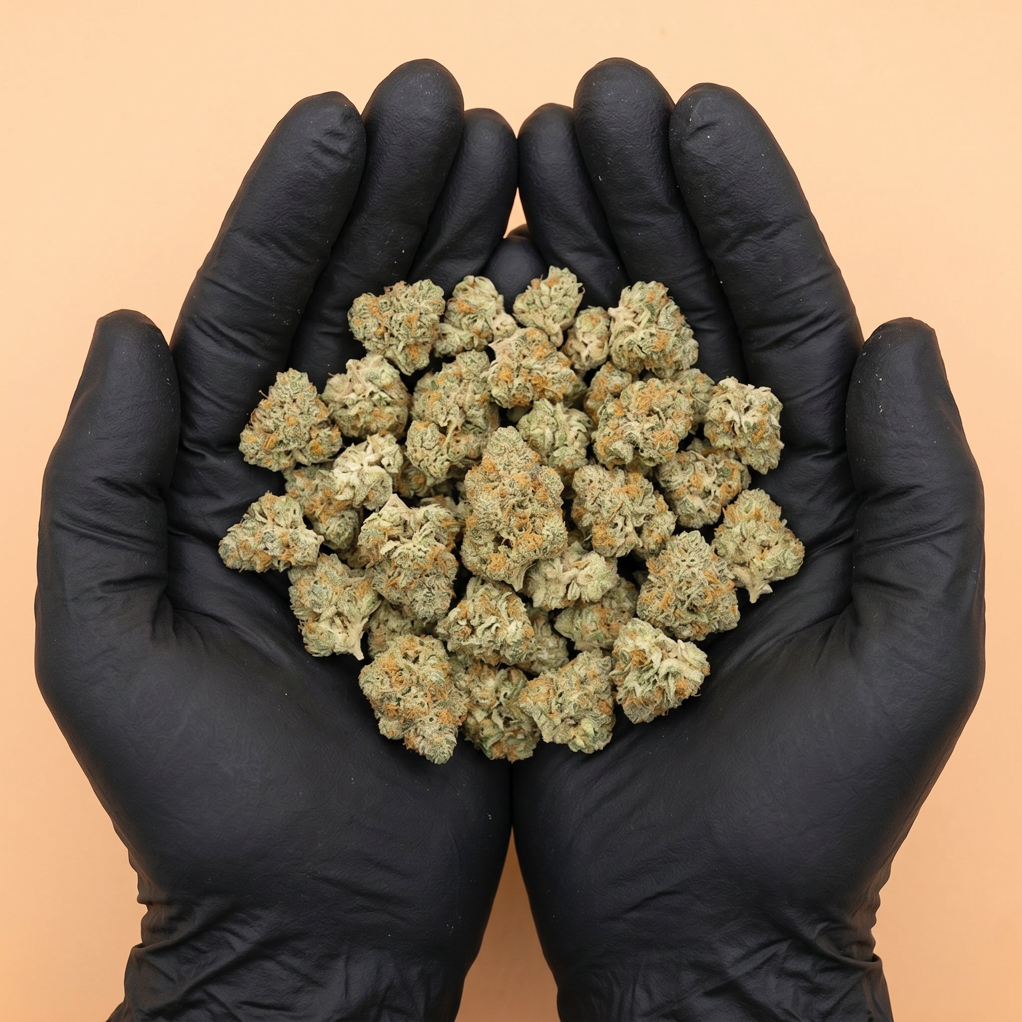 Poignée de fleurs de CBD Pineapple Indoor fraîchement manucurées, manipulées avec des gants noirs pour garantir une hygiène irréprochable et une qualité premium par Maison Sativa.