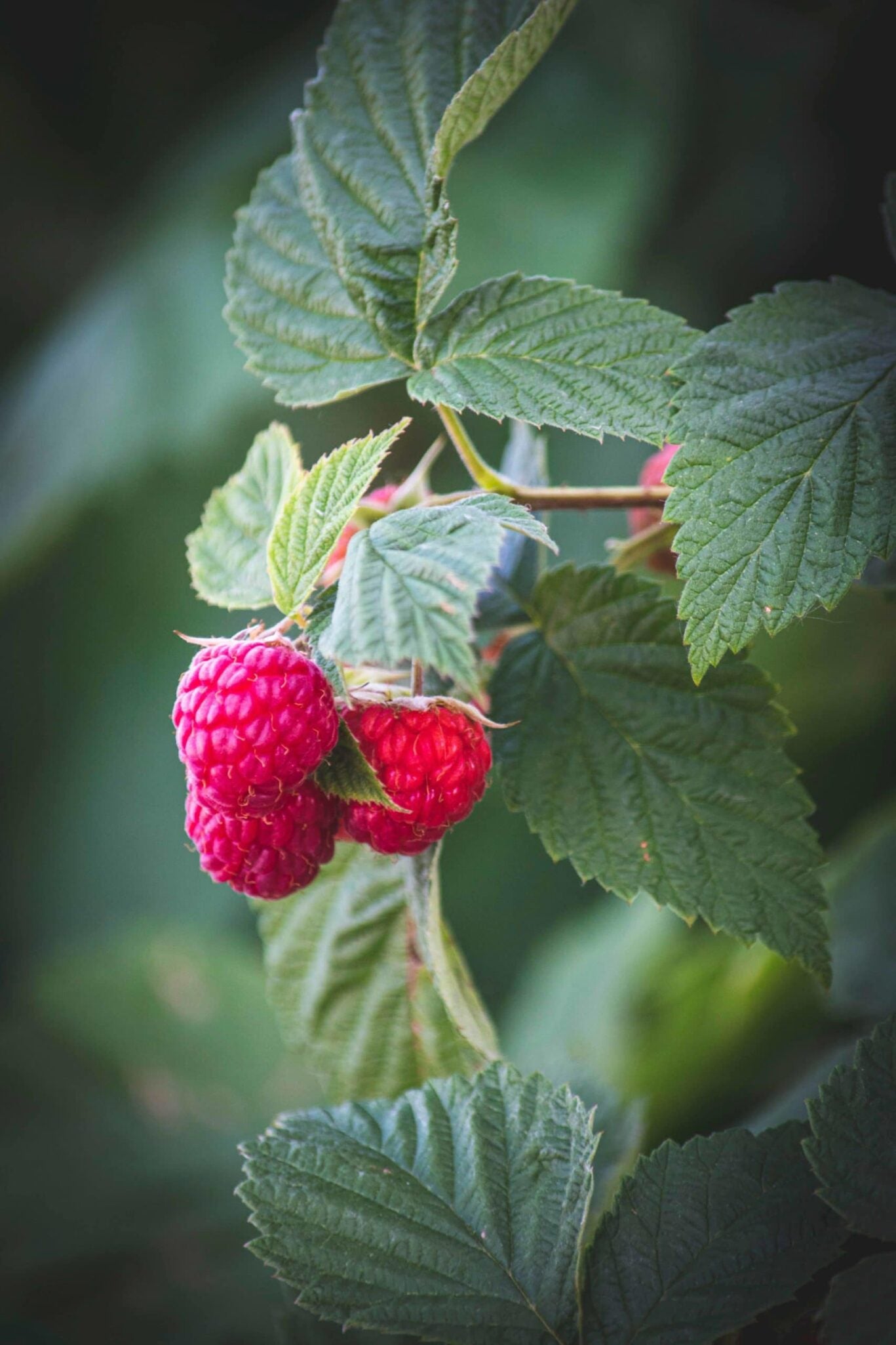 framboise et feuilles de framboisier