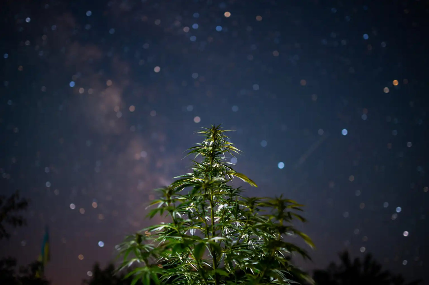 Pied de cannabis sous un ciel étoilé