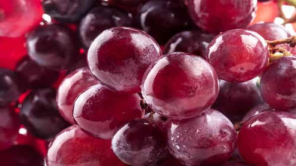 raisin rouge utilisé dans l'infusion aux fruits et CBD bio de chez Maison Sativa à cherbourg-en-cotentin, 50100.