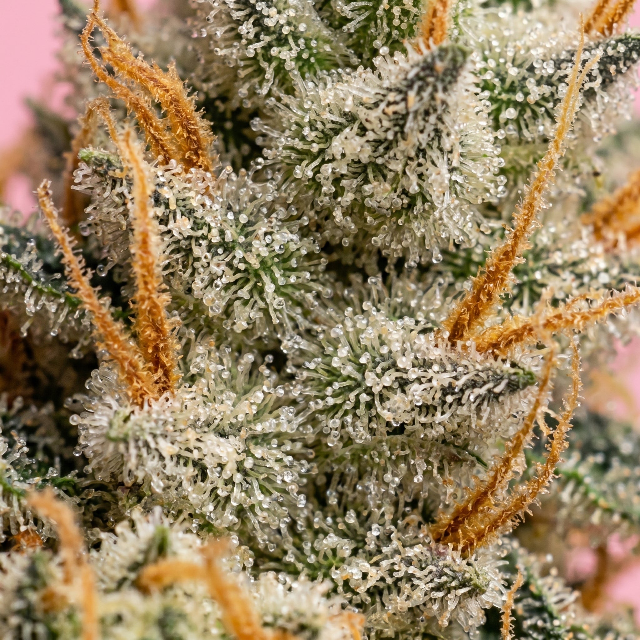Vue macro des trichomes cristallins et de la résine abondante sur la variété de CBD premium NZL.