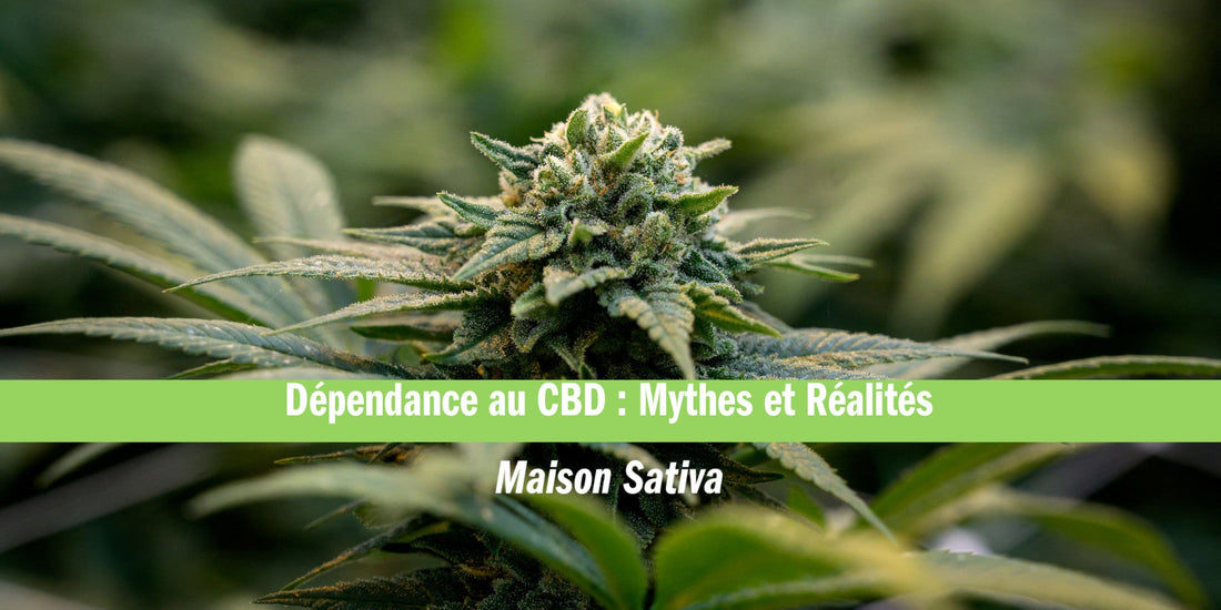 CBD et dépendance : mythe ou réalité