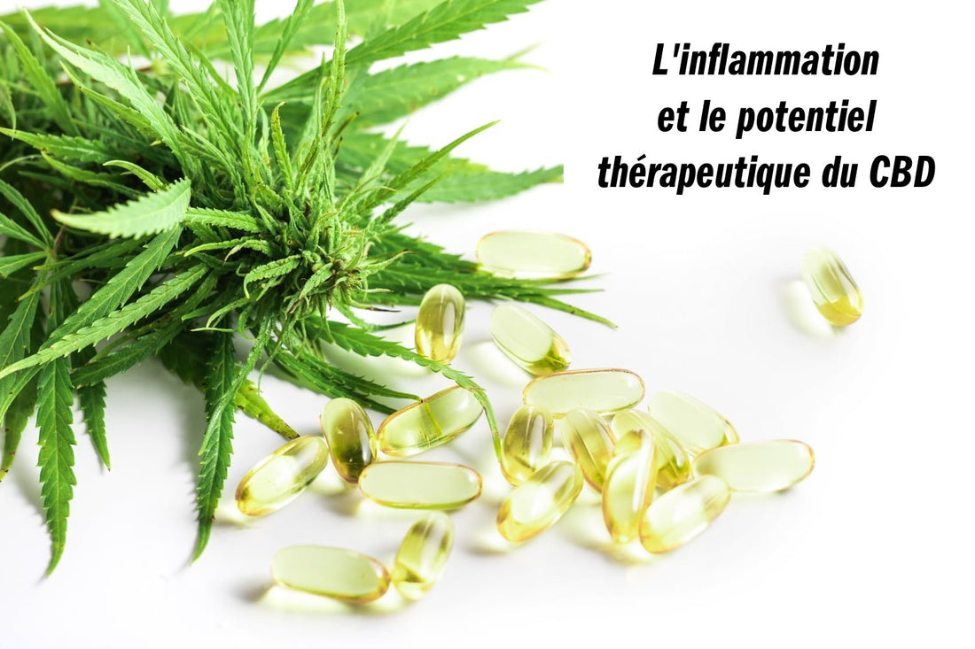 L'inflammation et le potentiel thérapeutique du CBD