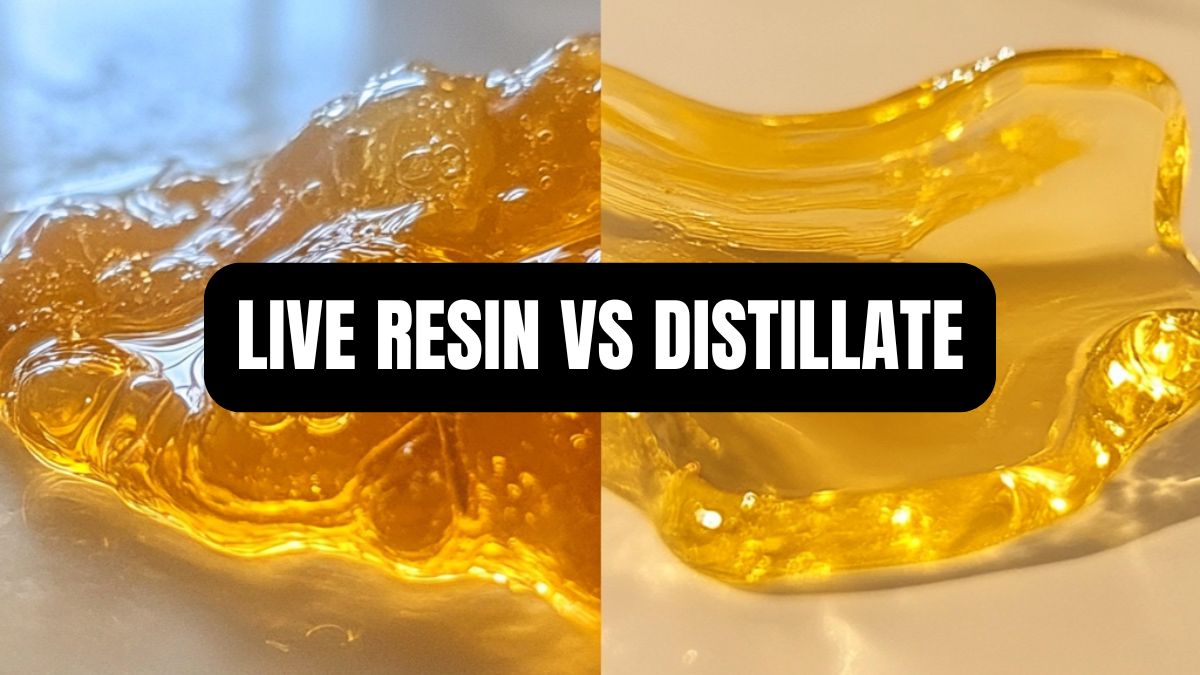 Live Resin vs Distillat : Le guide ultime pour bien choisir vos gummies