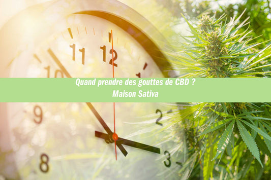 Quand prendre des gouttes de CBD ? Maison Sativa