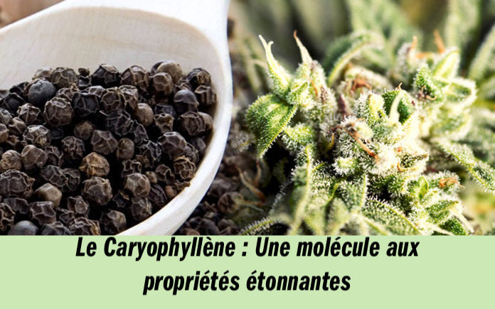 Le Caryophyllène : Une molécule aux propriétés étonnantes