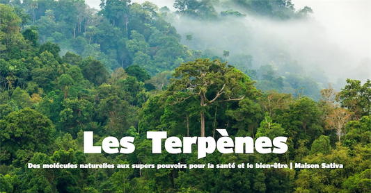 les terpènes produits par les arbres de la jungle et des forêts permettent la formation de la brume