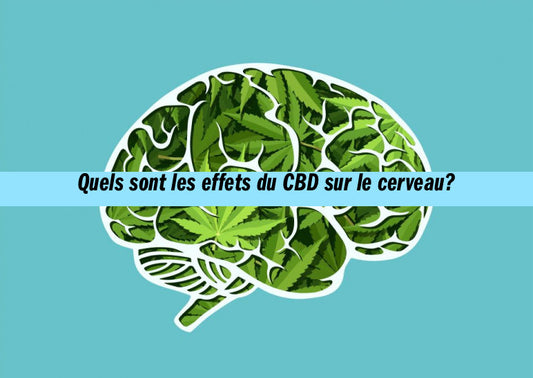Quels sont les effets du CBD sur le cerveau? Une analyse détaillée par Maison Sativa