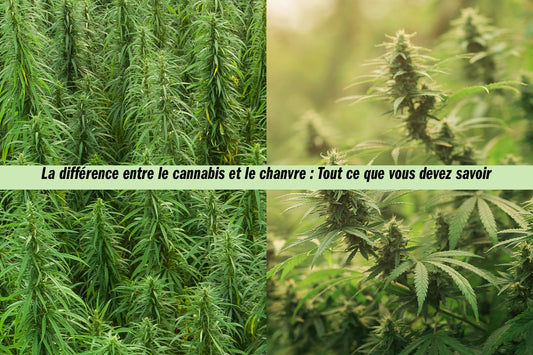 Différence entre le cannabis et le chanvre