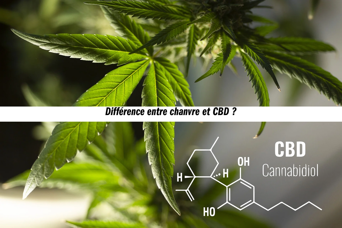 Quelle est la différence entre du chanvre et du CBD ? 