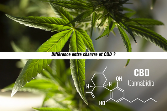 Quelle est la différence entre du chanvre et du CBD ? 