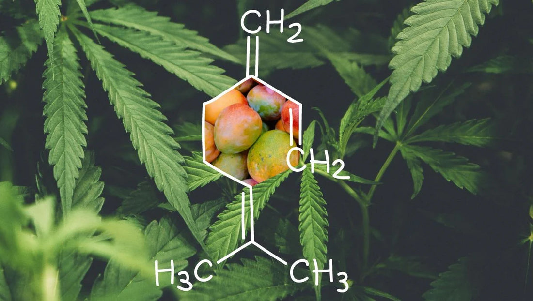 formule chimique du myrcène avec des feuilles de cannabis en arrière plan