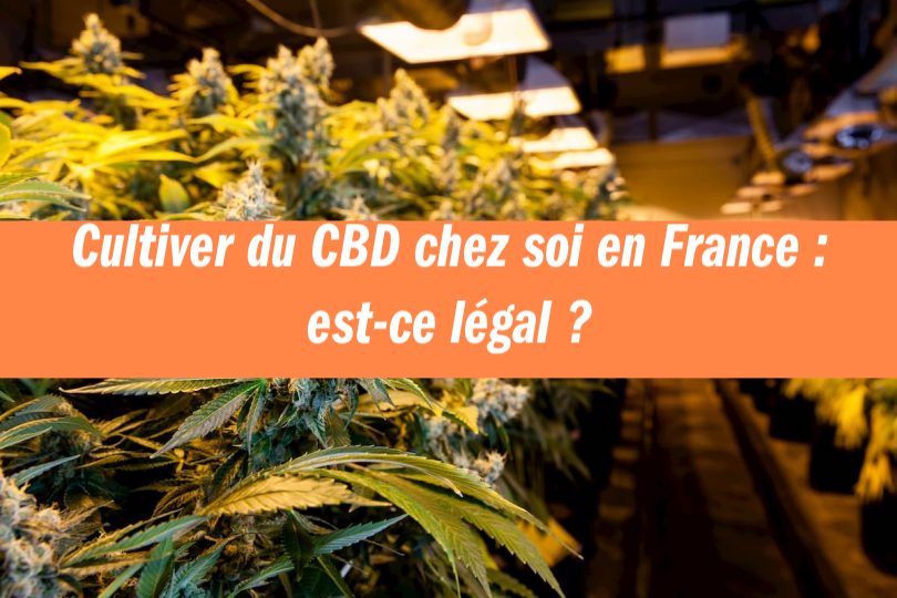 Cultiver du CBD chez soi en France : est-ce légal ? | Maison Sativa