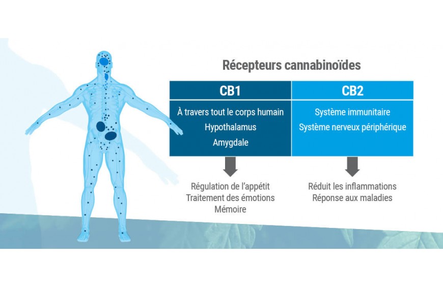 système endocannabinoïde