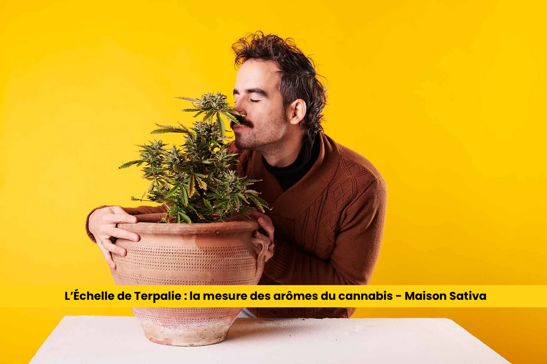 L’Échelle de Terpalie : la mesure des arômes du cannabis - Maison Sativa