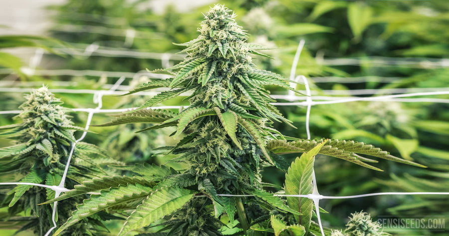Vos coups de coeur parmi nos produits CBD Maison Sativa