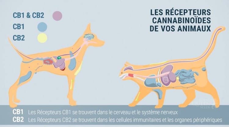 CBD pour Animaux : Soulagement Naturel pour Chiens et Chats