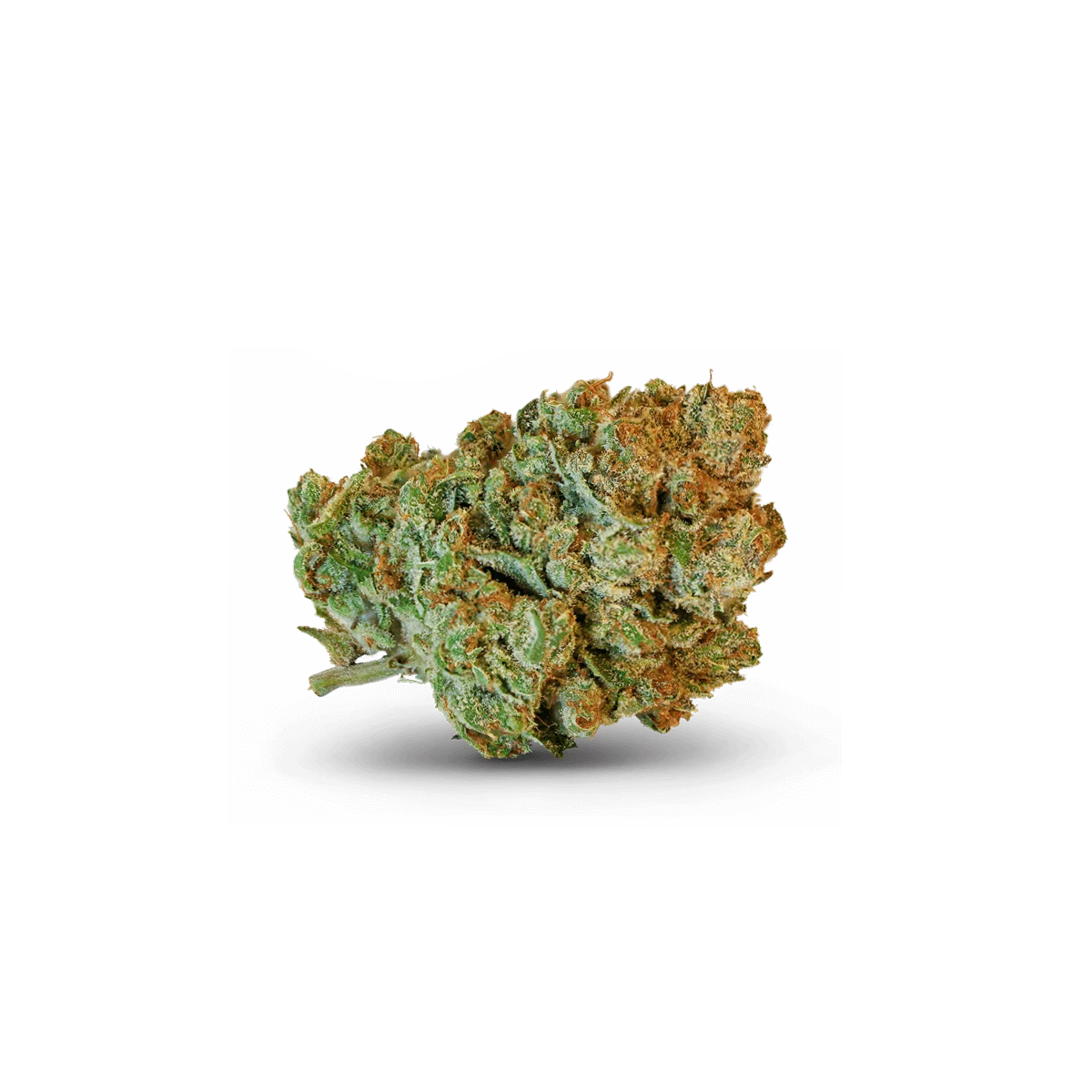 fleurs de CBD USA GENETICS CALI, Aloha, maisons Sativa à cherbourg