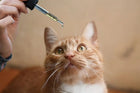 chat roux et blanc regardant avec interêt une pipette d'huile de CBD