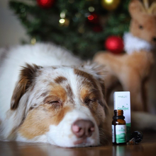 Berger australien assoupi à côté d'un flacon d'huile de CBD Canidiol. 