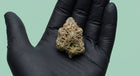 Zkittlez CBD 50 % HRC : la fleur indoor au profil arc-en-ciel