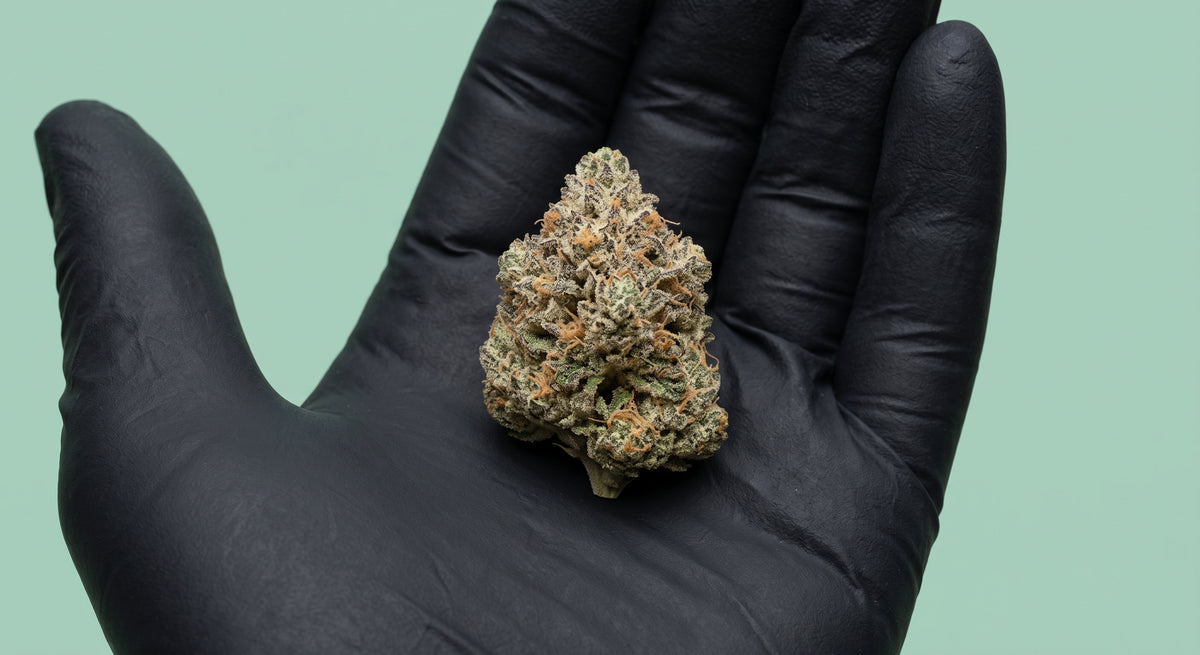 Zkittlez CBD 50 % HRC : la fleur indoor au profil arc-en-ciel