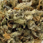 gros plan sur la fleur Girl scout cookies 10 OH HHC