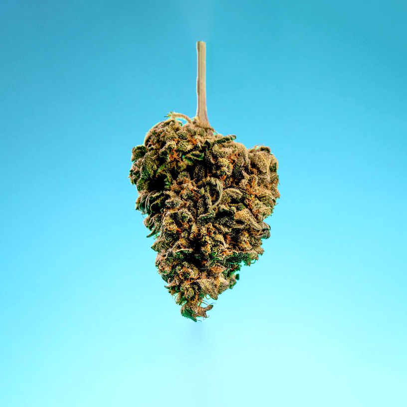 Skywalker 40% 10-OH-HHC | Fleur Puissante & Légale | Maison Sativa