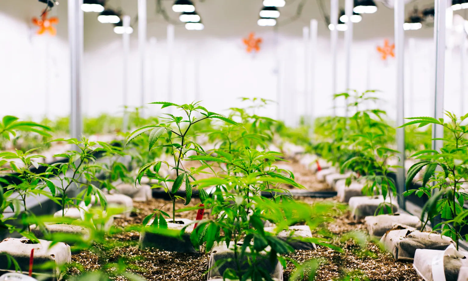petit plan de chanvre CBD cultivé dans un sol riche dans une salle lumineuse.