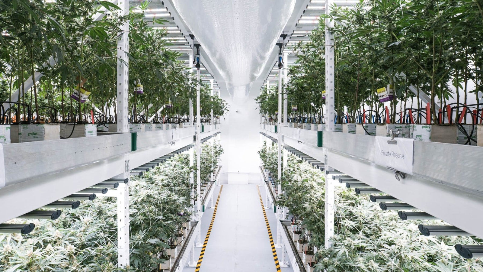 Ferme verticale de chanvre CBD