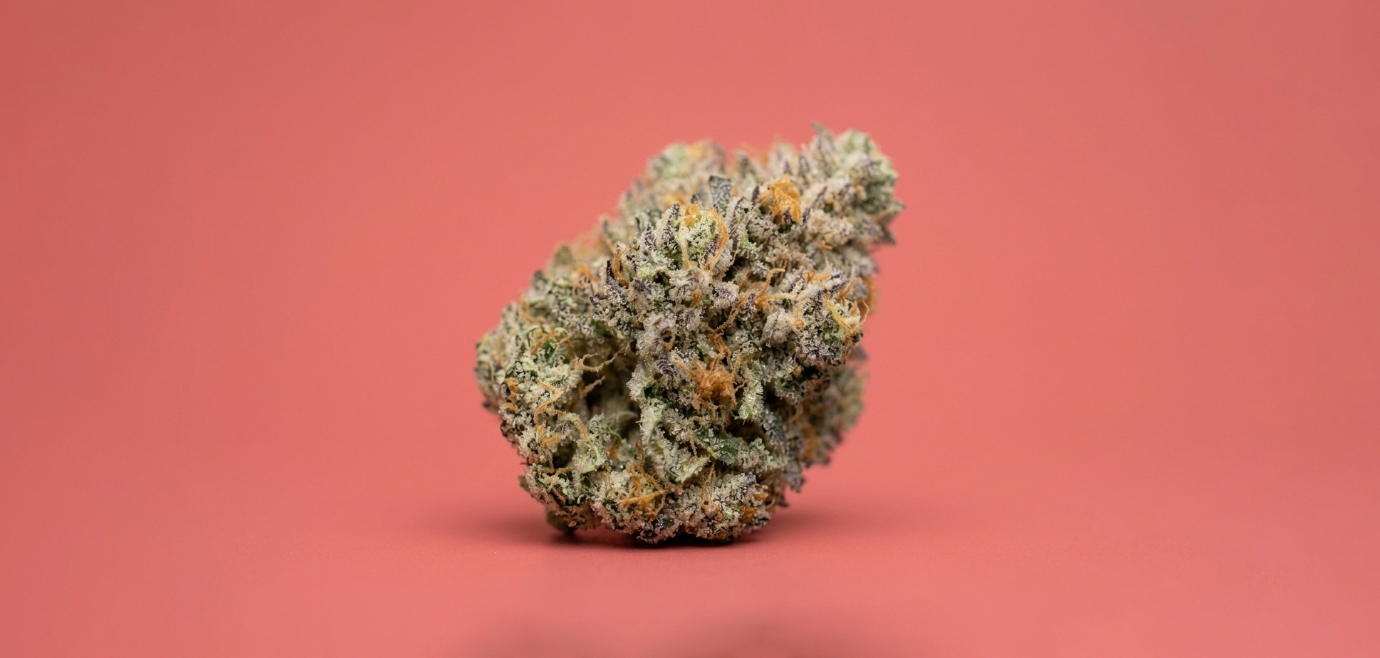 fleur de CBD pas cher CANDY KUSH de chez maison sativa