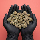 ignée généreuse de fleurs de CBD premium tenues dans des mains gantées de noir sur fond rose, sélection Maison Sativa.
