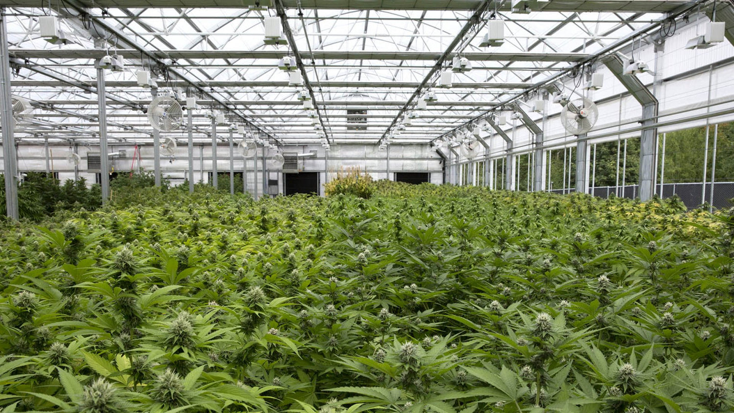 maison sativa culture greenhouse en serre de cannabis light cbd