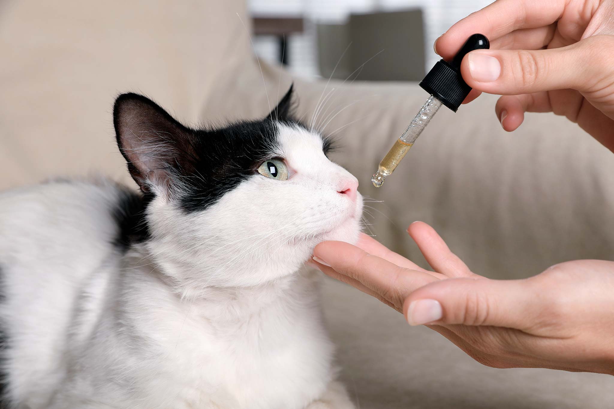 chat qui regarde une pipette d'huile de CBD tenue par les mains de son maître