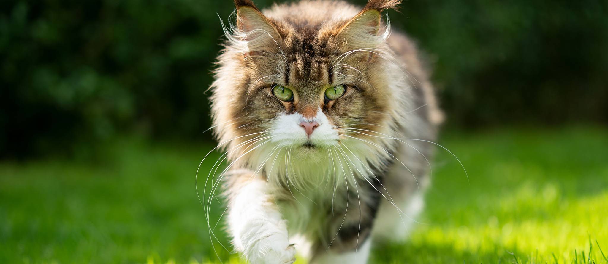 chat aux yeux vert dans un jardin