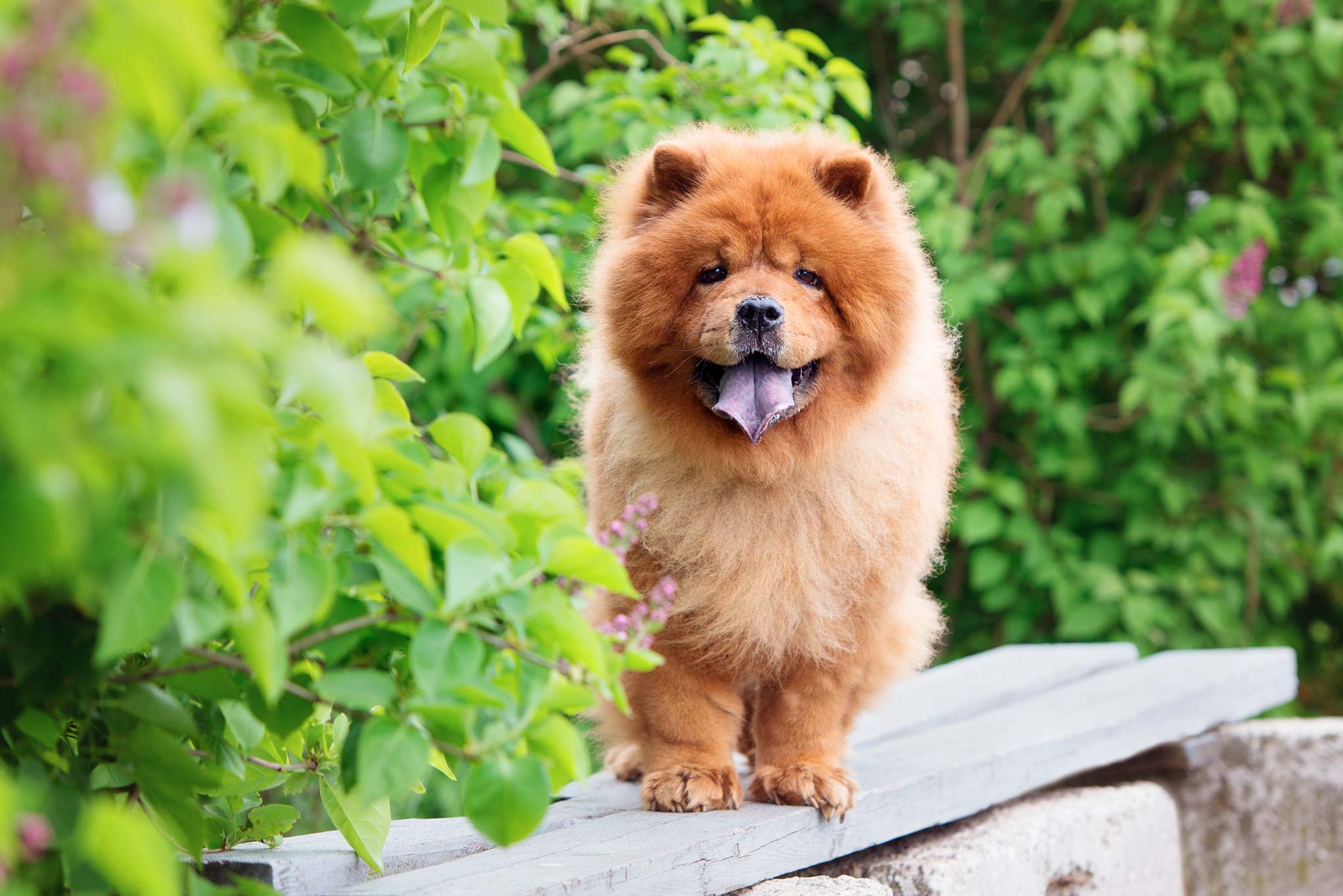 chien chowchow tirant la langue 