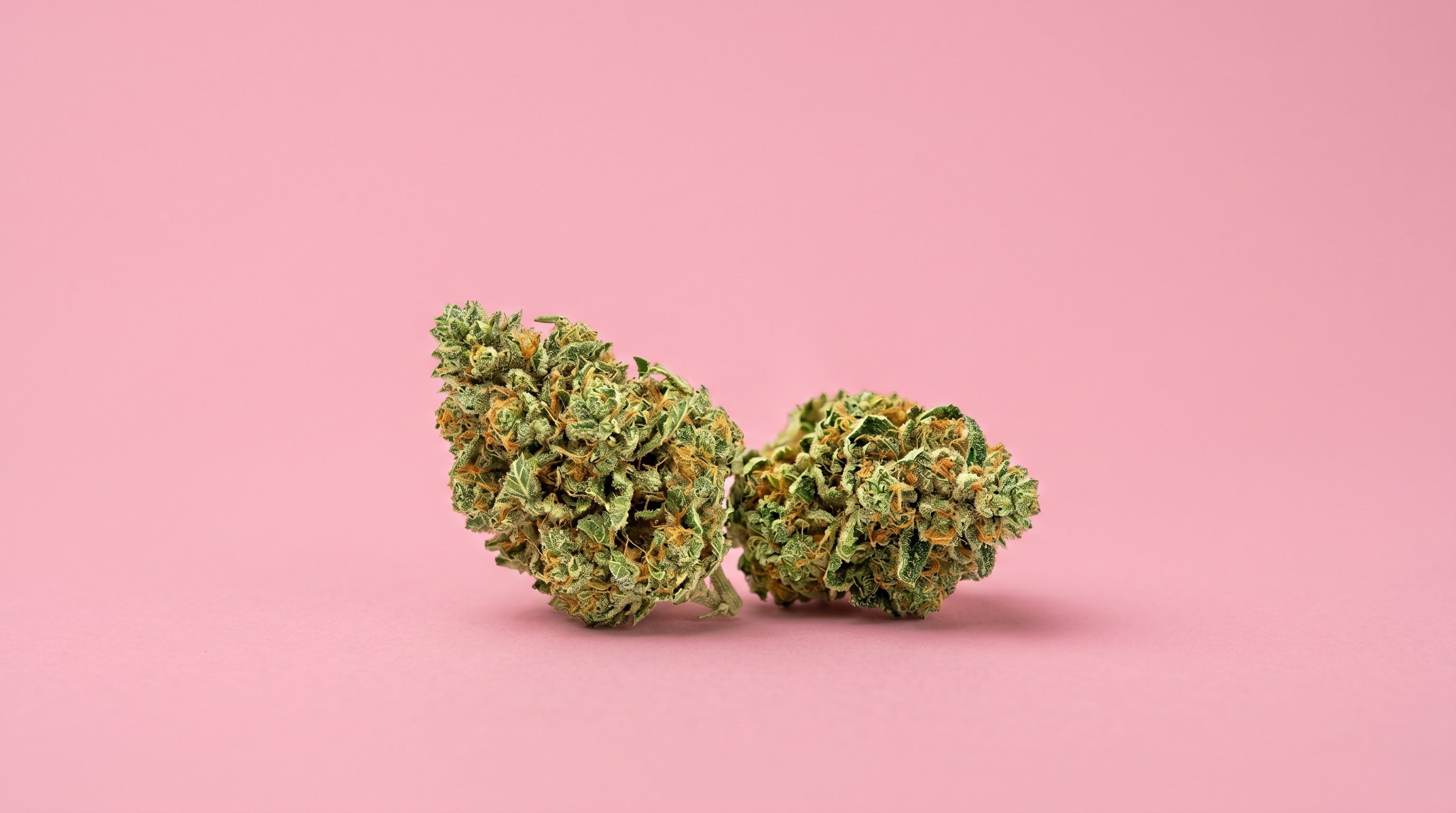 Vue esthétique de deux denses têtes de fleurs de CBD NZL Maison Sativa, riches en pistils orange flamboyants et recouvertes de trichomes résineux, sur un fond rose poudré uni. Cannabis légal premium manucuré.