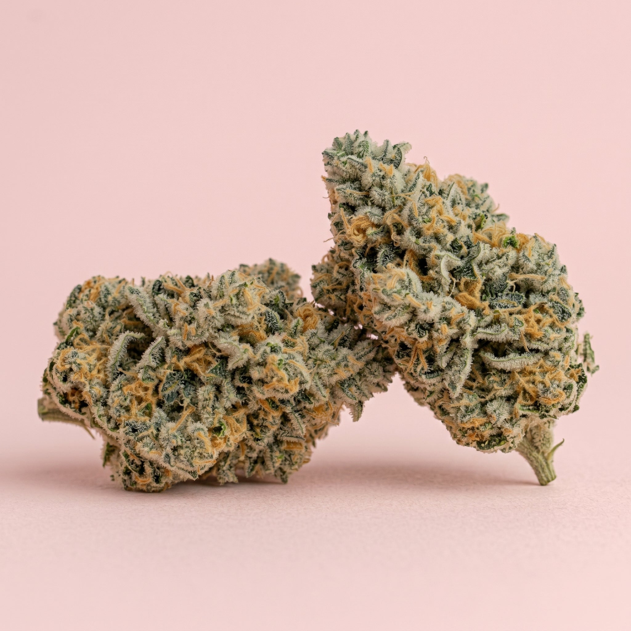 Deux superbes fleurs de CBD NZL dressées, prêtes à libérer leurs arômes puissants et relaxants.