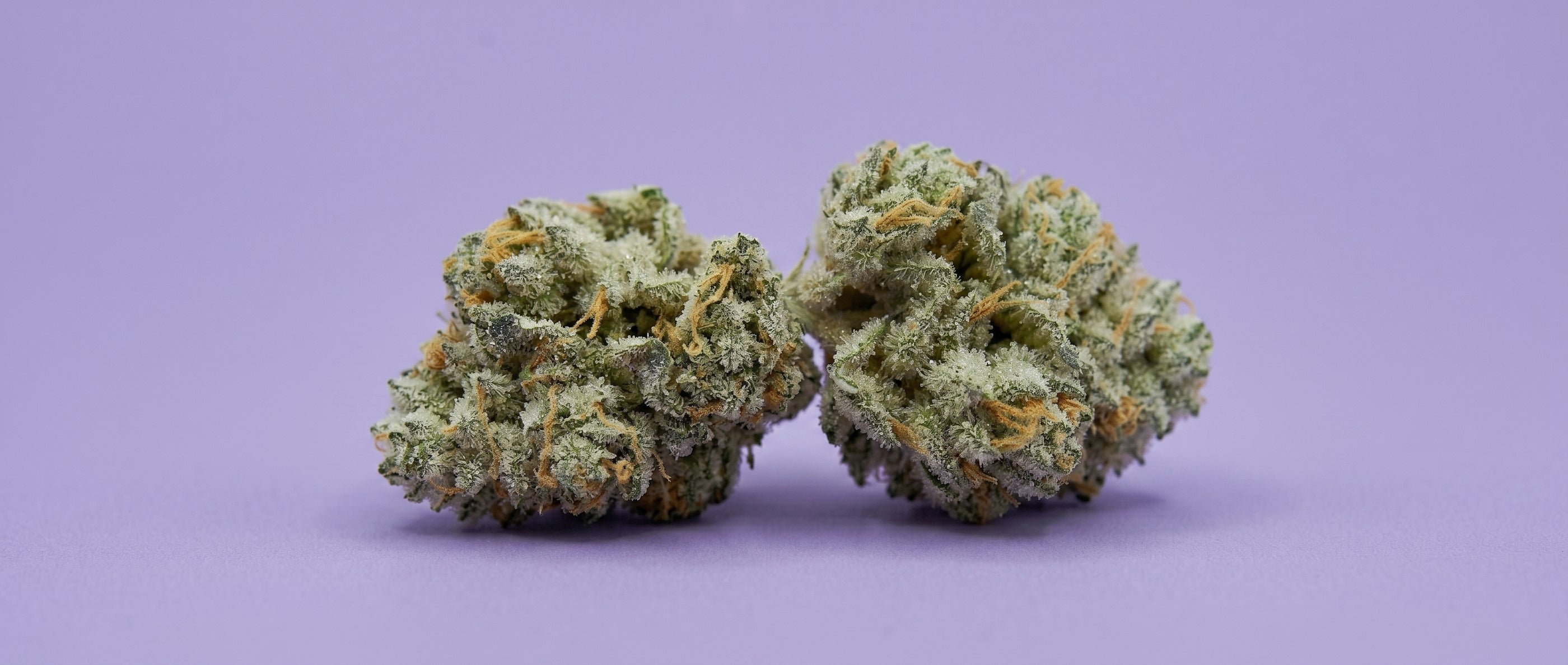 Deux têtes compactes de fleurs de CBD Super Skunk parfaitement manucurées, photographiées sur le fond violet emblématique de la gamme.